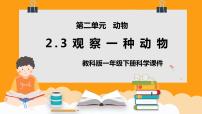 教科版 (2017)一年級下冊3.觀察一種動(dòng)物課文內(nèi)容ppt課件