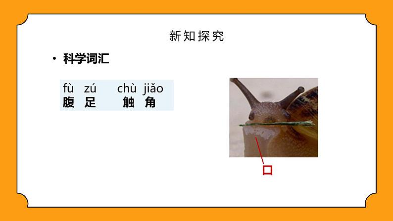 教科版一年级下册科学课件(观察一种动物)第6页