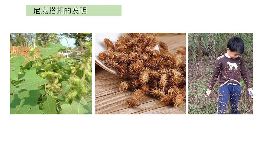 大象版科學五年級下冊5.1 蒼耳的啟示 課件第4頁