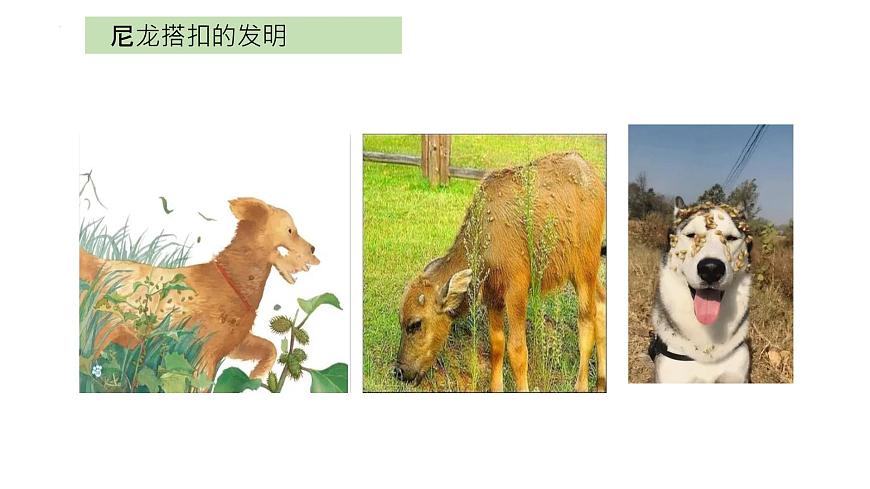 大象版科學五年級下冊5.1 蒼耳的啟示 課件第5頁