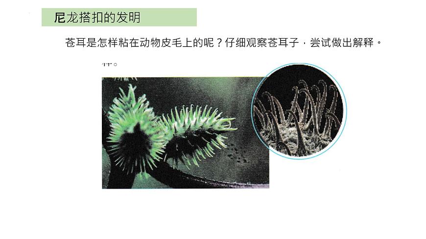 大象版科學五年級下冊5.1 蒼耳的啟示 課件第6頁