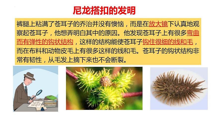 大象版科學五年級下冊5.1 蒼耳的啟示 課件第7頁