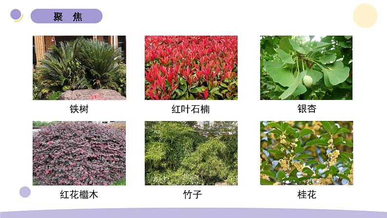 2.制作校园生物分布图第2页