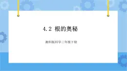 4.2根的奥秘-湘科版科学三年级下册同步课件