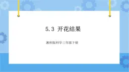 5.3开花结果-湘科版科学三年级下册同步课件