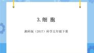 小学科学湘科版 (2017)五年级下册3 细胞精品教学ppt课件