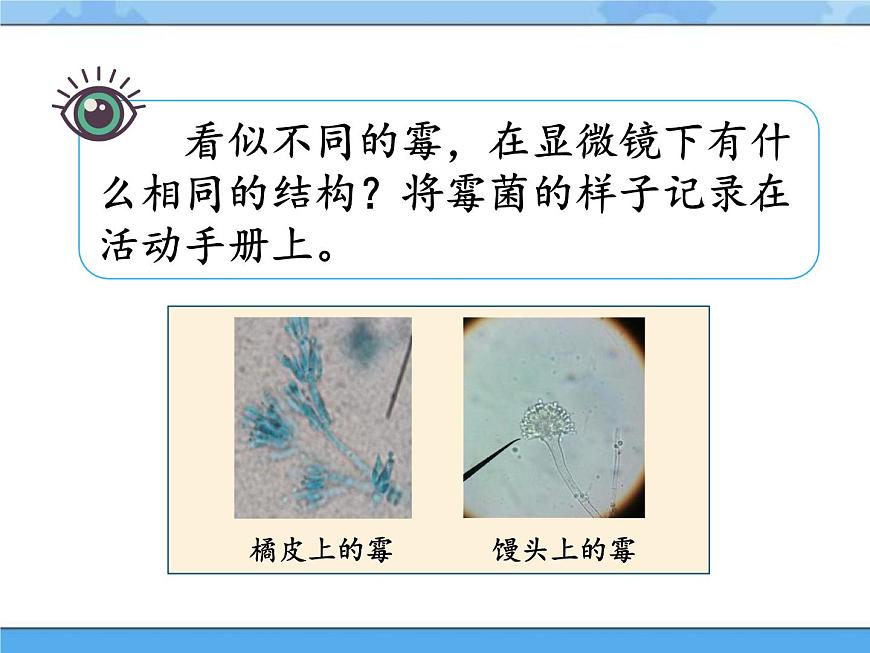 5·觀察微生物_湘科版（2017）科學五年級下冊教學課件第5頁