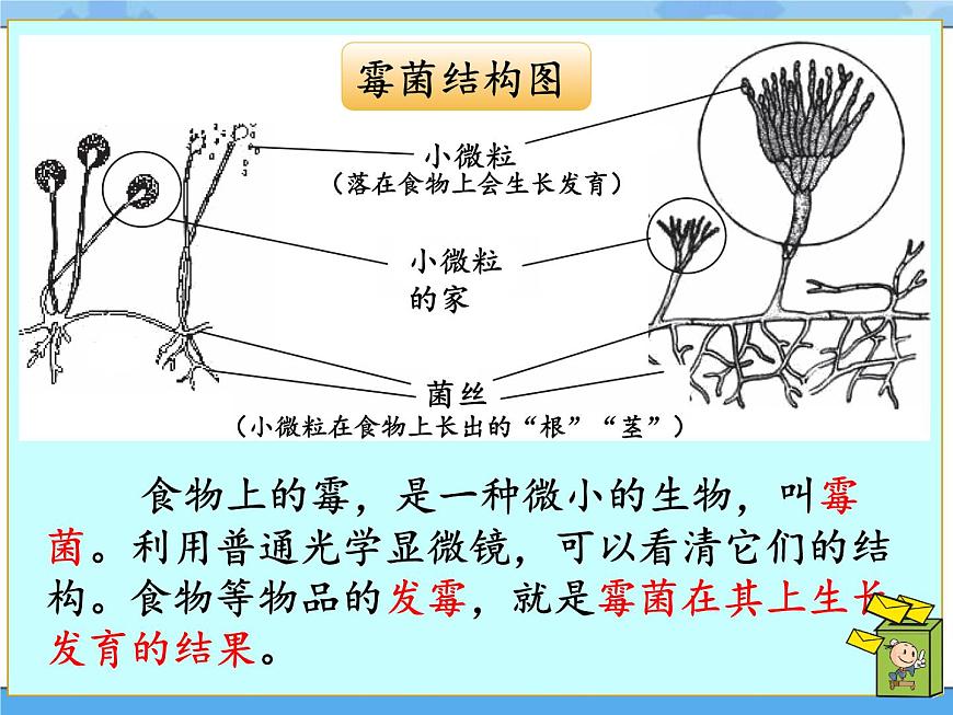 5·觀察微生物_湘科版（2017）科學五年級下冊教學課件第6頁