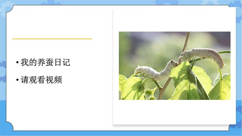 湘科版(2017) 四年级下册2.4昆虫的一生(课件+视频引导)03