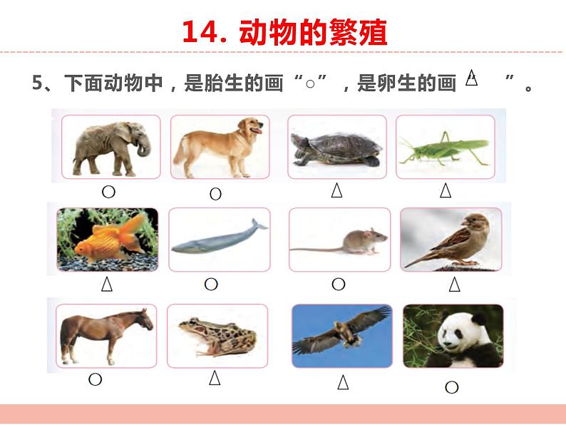 苏教版小学科学四年级下册第四单元【繁殖】复习课件07
