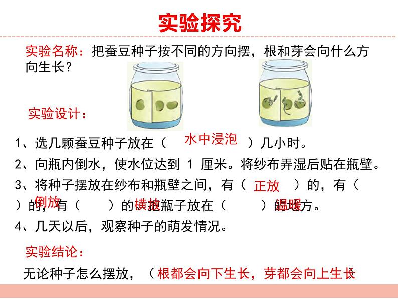 苏教版小学科学四年级下册第四单元【繁殖】复习课件08