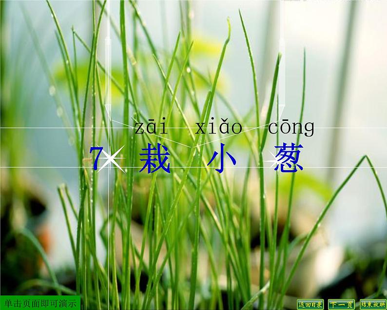 苏教版科学二年级下册 7.栽小葱 课件第1页