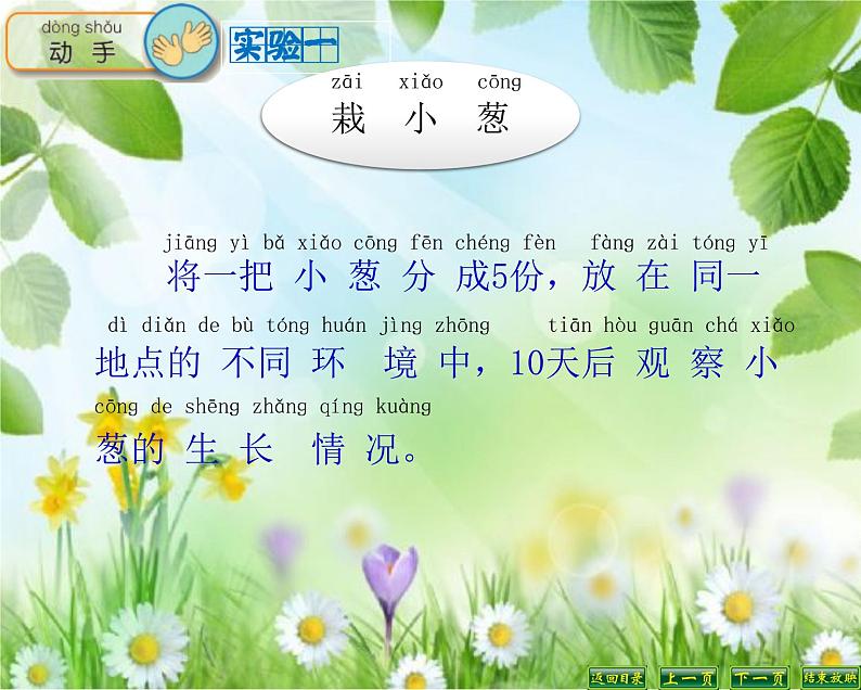 苏教版科学二年级下册 7.栽小葱 课件第5页