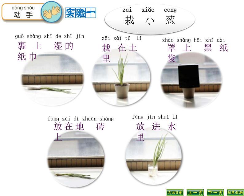苏教版科学二年级下册 7.栽小葱 课件第6页