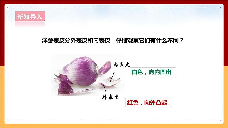 大象版六上科学 1.1《显微镜下的细胞》课件+教案04