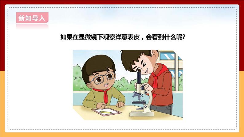 大象版六上科学 1.1《显微镜下的细胞》课件+教案06