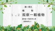 小学科学教科版 (2017)一年级上册2.观察一颗植物课前预习课件ppt
