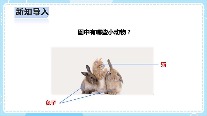 2.5《貓和兔》課件第3頁(yè)