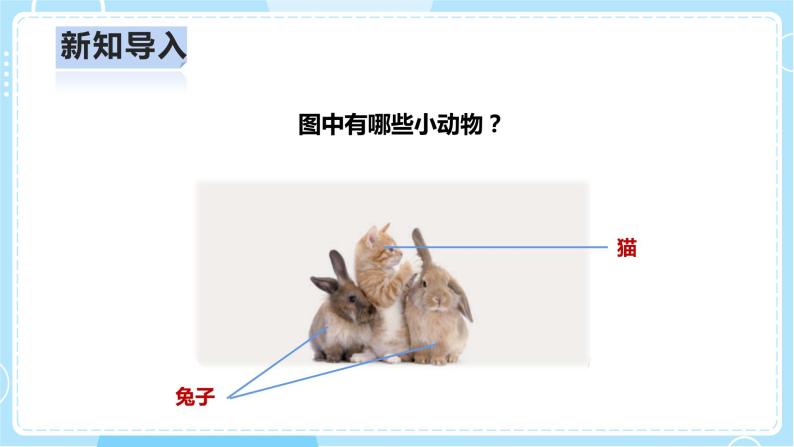【人教鄂教版】一上科学 2.5《猫和兔》（课件+教案+同步练习）03