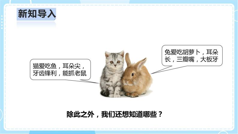 【人教鄂教版】一上科学 2.5《猫和兔》（课件+教案+同步练习）05
