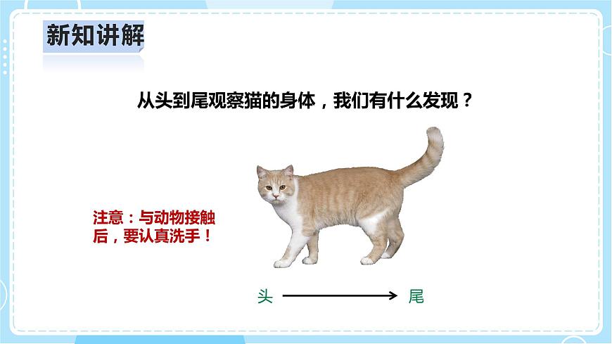 2.5《貓和兔》課件第7頁(yè)