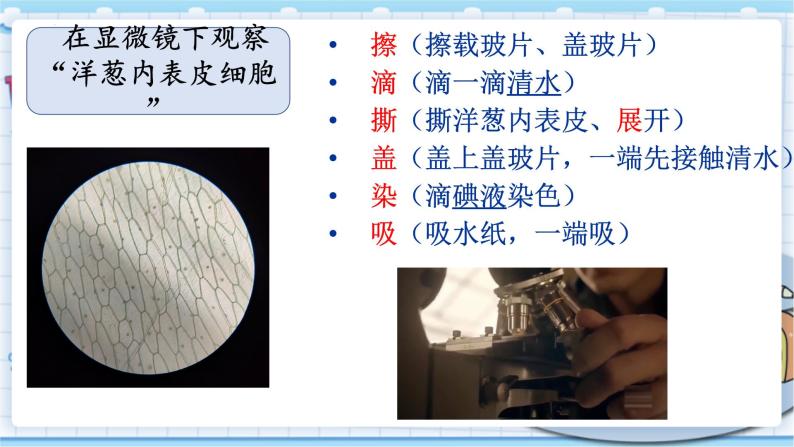 大象版科学六上 1.1《显微镜下的细胞》课件+视频+练习08