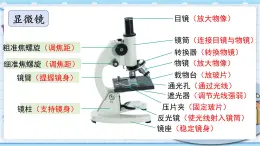 大象版科学六上 1.2《发面的秘密》课件