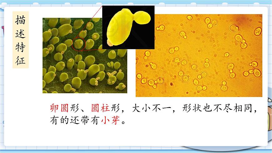 大象版科學(xué)六上 1.2《發(fā)面的秘密》課件第5頁