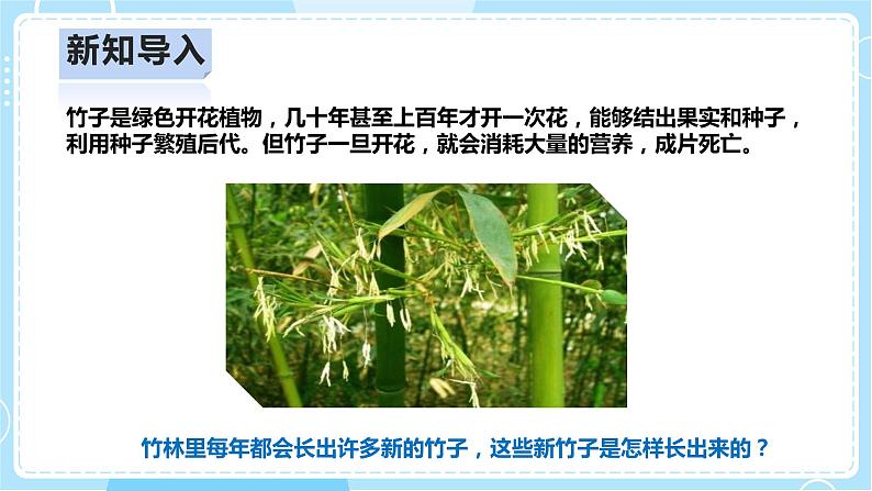 【人教鄂教版】四上科学 2.6《不用种子怎样繁殖》(课件+教案+练习)03