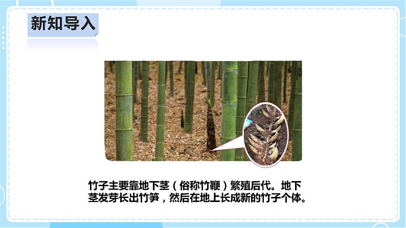 【人教鄂教版】四上科学 2.6《不用种子怎样繁殖》(课件+教案+练习)04