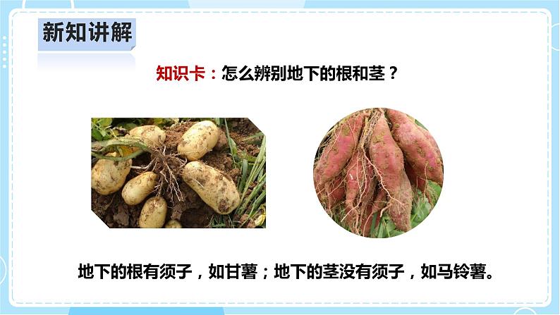 【人教鄂教版】四上科学 2.6《不用种子怎样繁殖》(课件+教案+练习)06