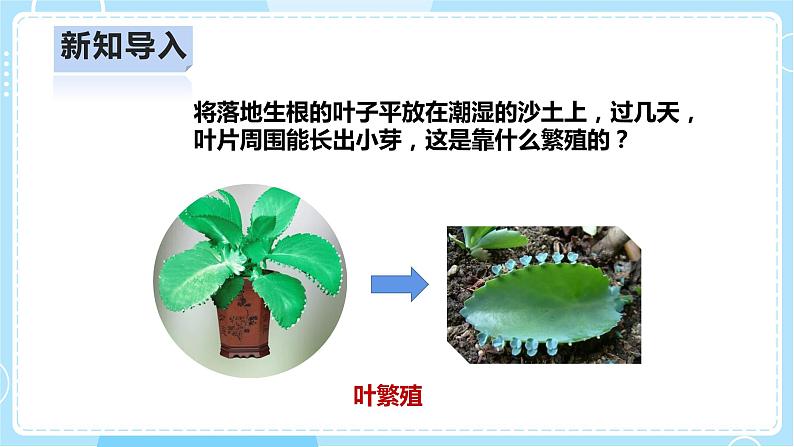 【人教鄂教版】四上科学 2.6《不用种子怎样繁殖》(课件+教案+练习)07