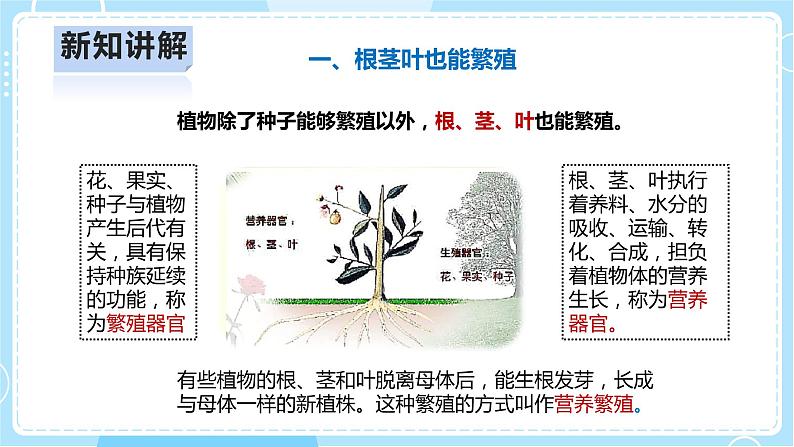 【人教鄂教版】四上科学 2.6《不用种子怎样繁殖》(课件+教案+练习)08
