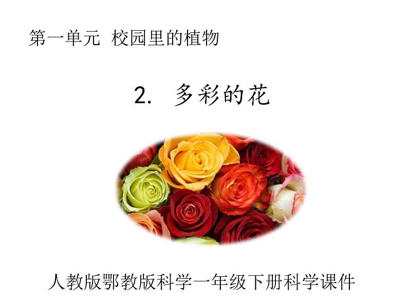 多彩的花_课件1第1页