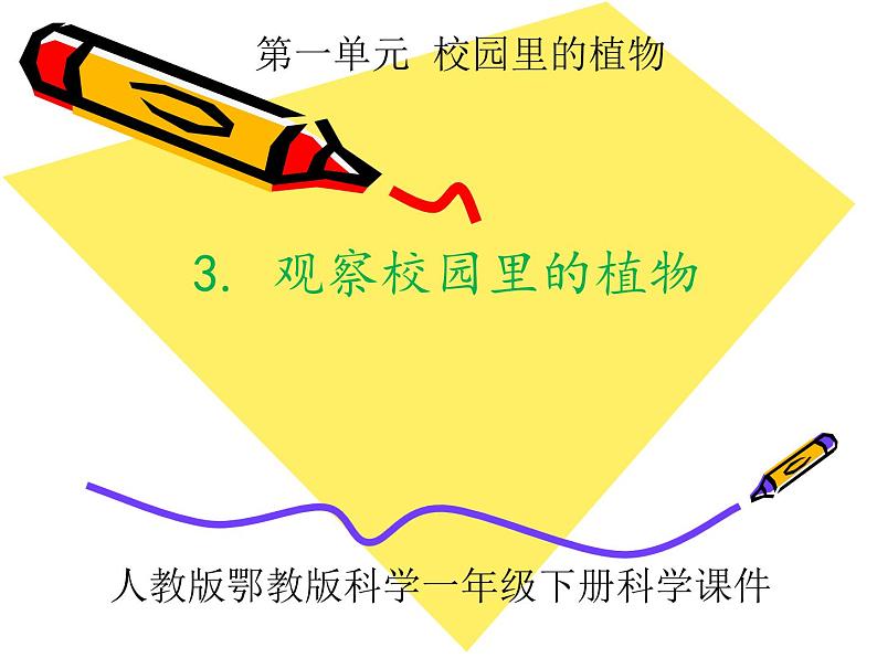 人教版鄂教版科学一年级下册第一单元3.观察校园里的植物 课件+教案01