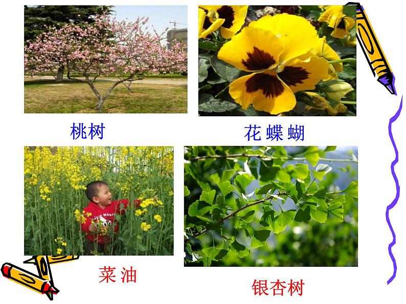 人教版鄂教版科学一年级下册第一单元3.观察校园里的植物 课件+教案02