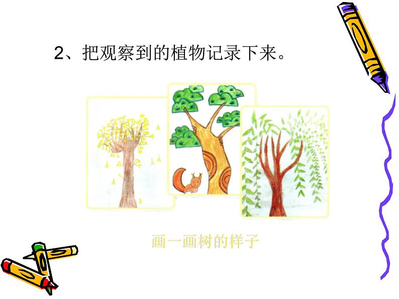 人教版鄂教版科学一年级下册第一单元3.观察校园里的植物 课件+教案06