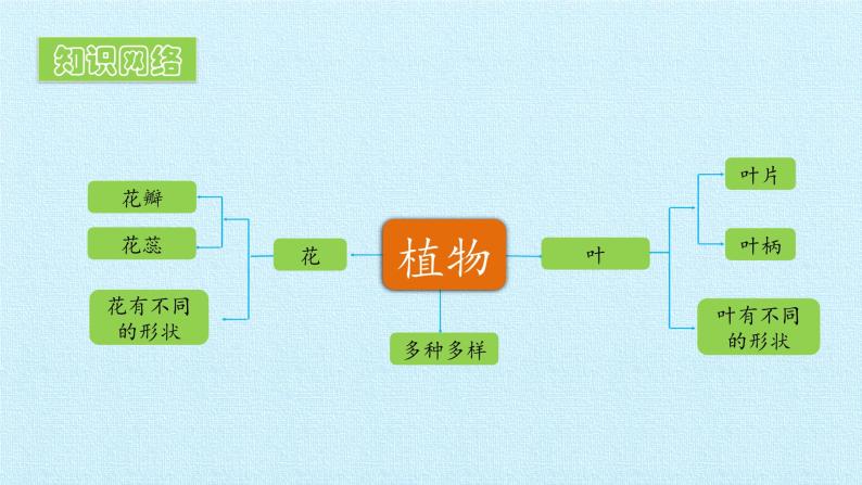 第一单元 校园里的植物 复习课件03