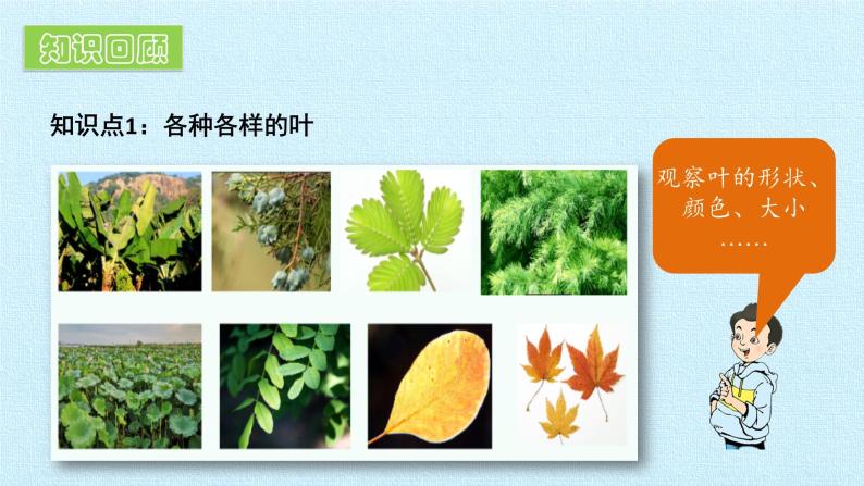 第一单元 校园里的植物 复习课件04