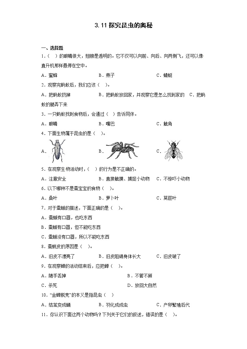 311探究昆虫的奥秘 真题练习 小学科学四年级下册 苏教版(2017)01