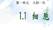 小学1 显微镜下的细胞精品教学课件ppt