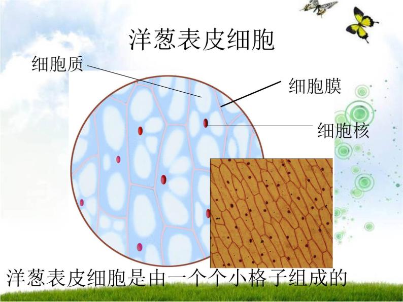 大象版六年级上册科学1.1《显微镜下的细胞》教学课件08