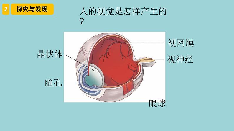新青岛版六三学制六年级科学下册 1 视觉(课件)05