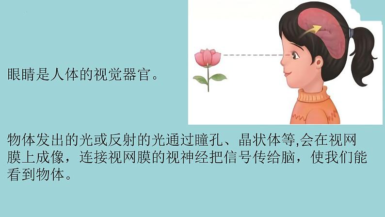 新青岛版六三学制六年级科学下册 1 视觉(课件)06