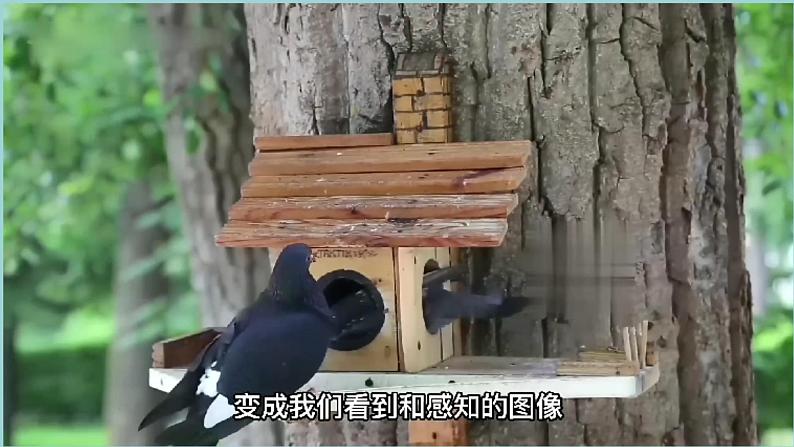 新青岛版六三学制六年级科学下册 1 视觉(课件)07