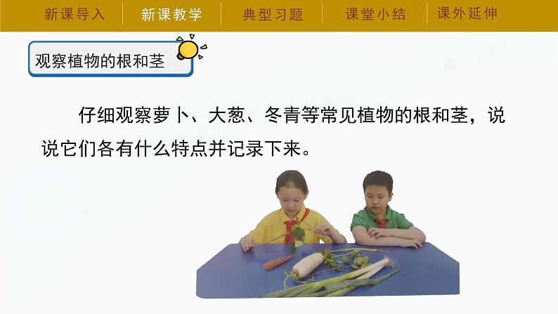 冀人版四年级下册科学7《植物的一生》课件07