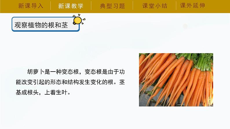 冀人版四年级下册科学7《植物的一生》课件08