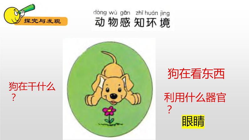 冀人版一年级上册科学10.动物的感官课件第3页