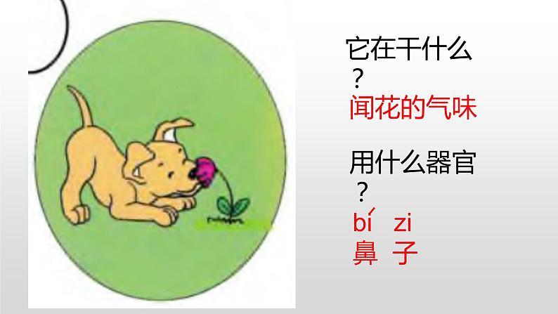 冀人版一年级上册科学10.动物的感官课件第4页