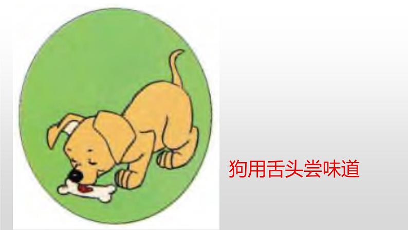 冀人版一年级上册科学10.动物的感官课件第5页
